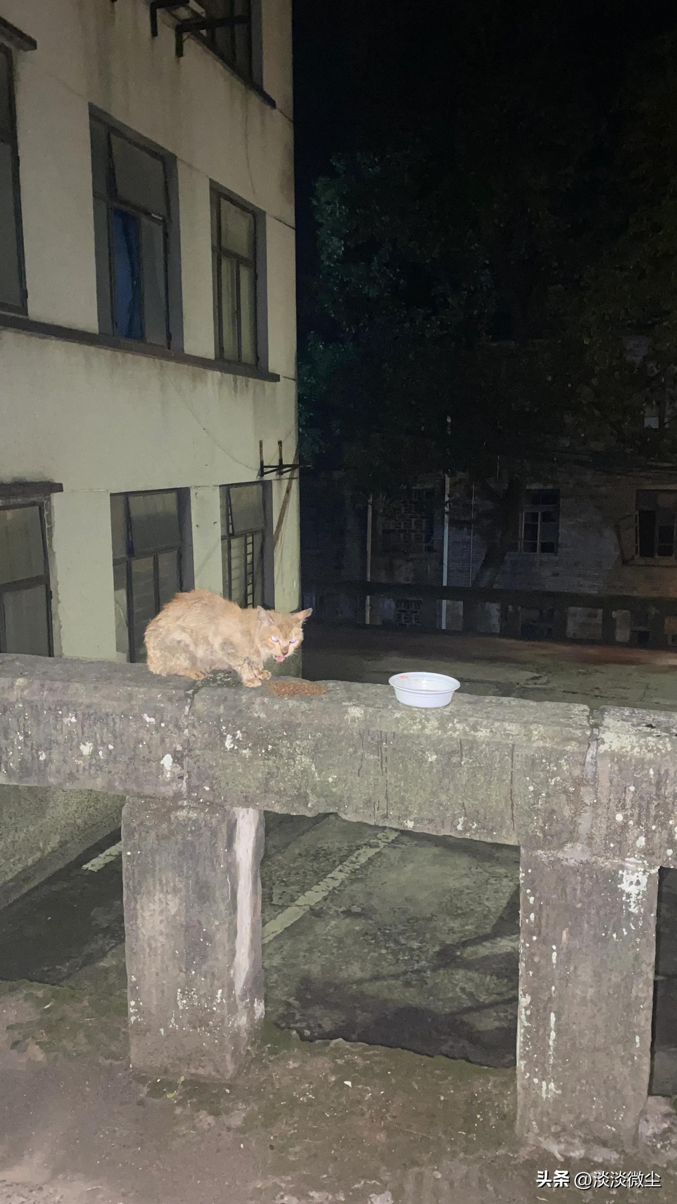 坚强的口炎猫，可我没办法拯救你！