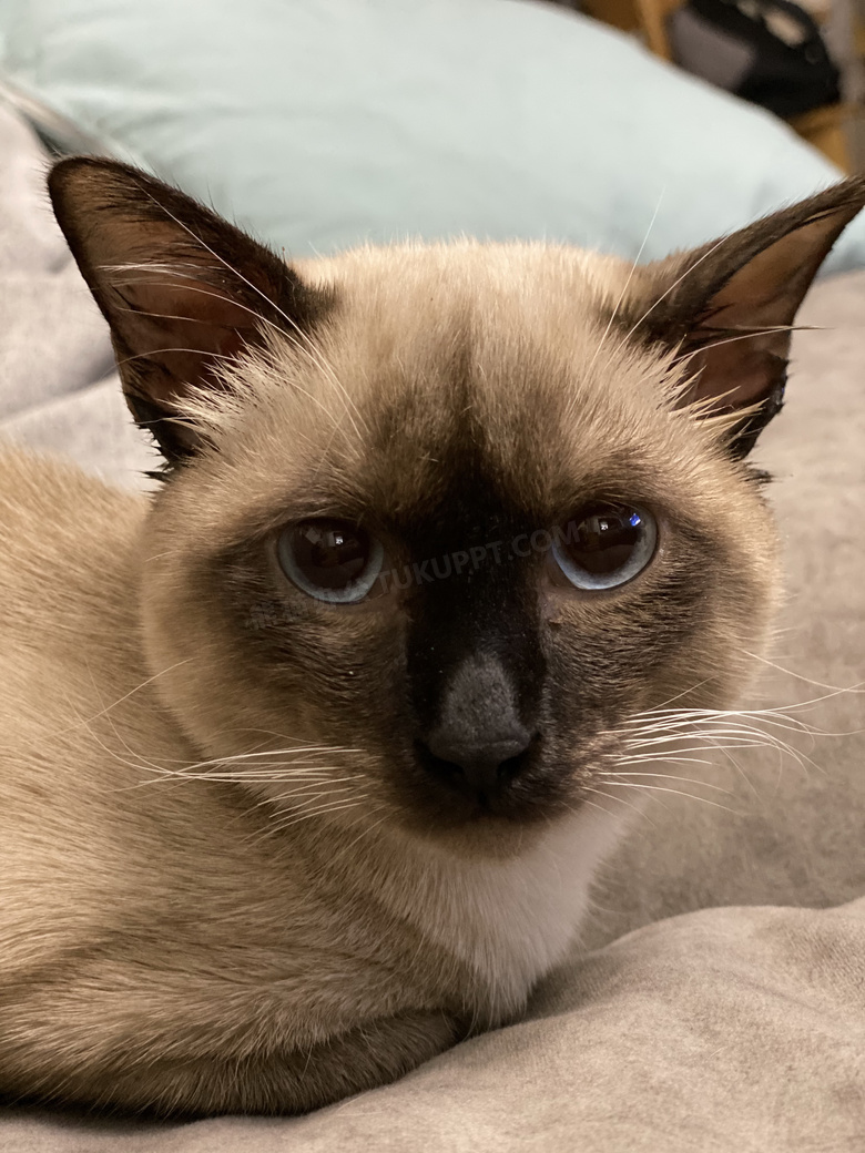 最难打理的猫咪排行,一只最难养的猫咪