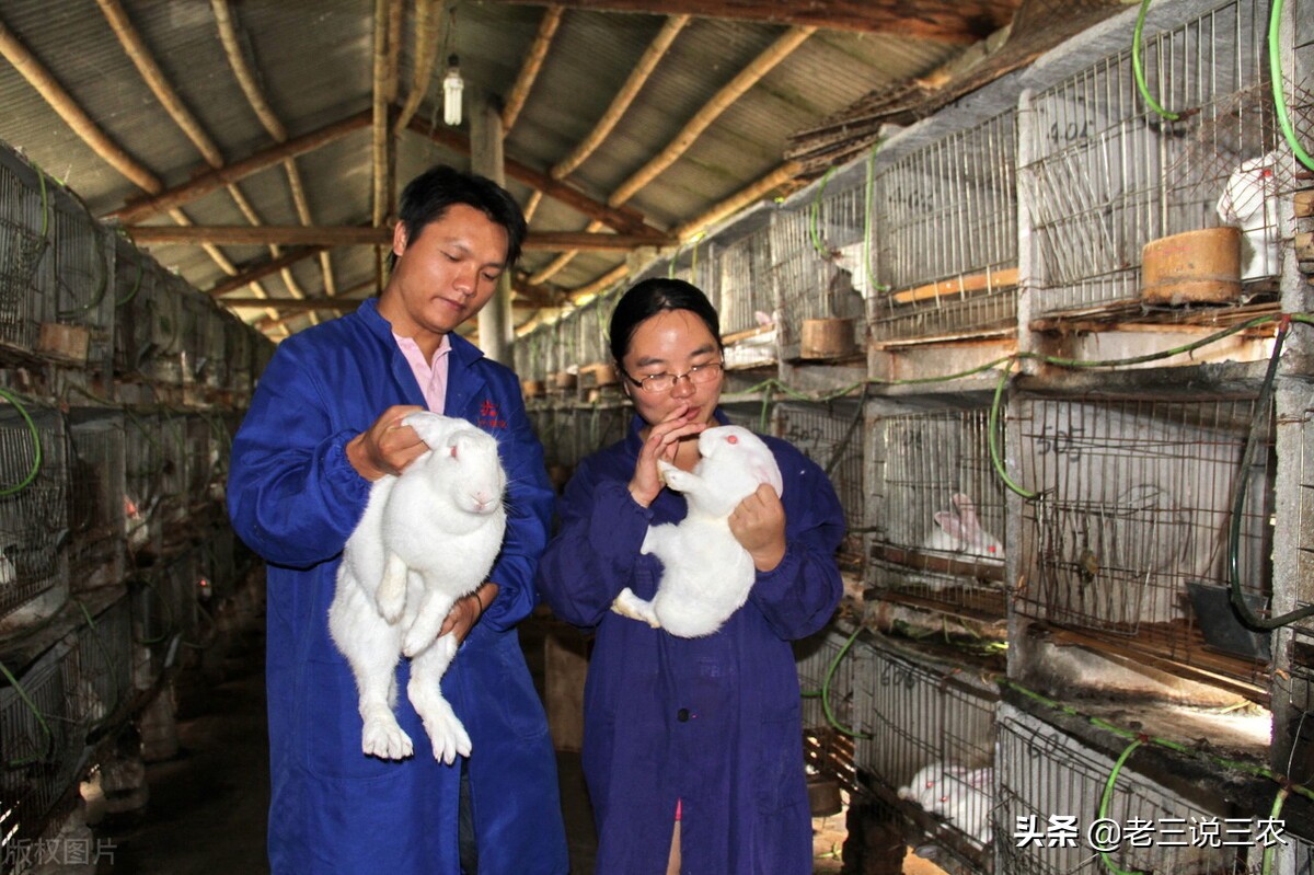 养兔技术喂兔用的主要能量饲料,能让兔子长得又快又好的饲料配方