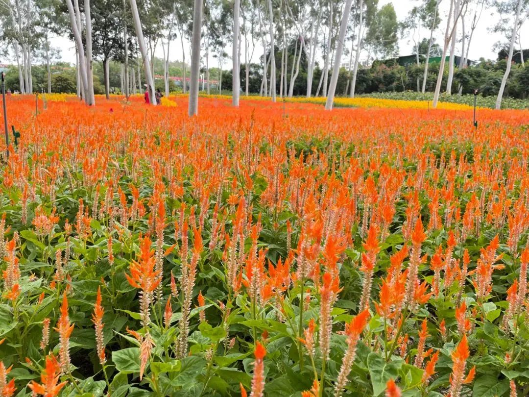 2019年厦门秋游,厦门高中秋游