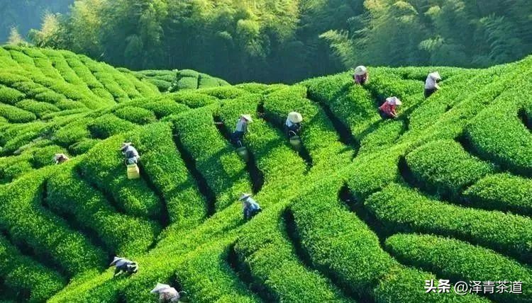 中国茶叶第一产茶大省,陕西中国茶叶第一大省