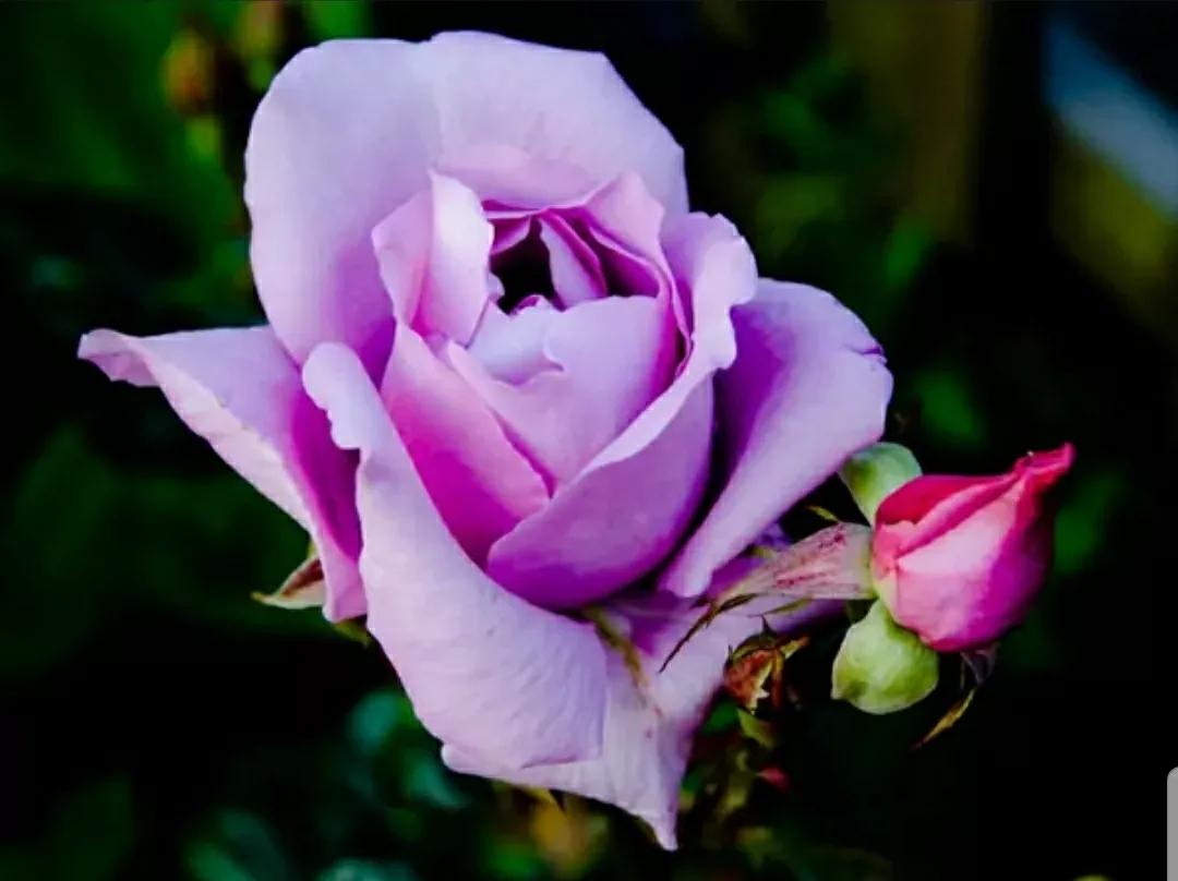 月季蔷薇玫瑰三者的区别图,蔷薇月季玫瑰的区别和联系