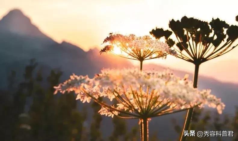 黑白老鼠的爱情故事,黑白老鼠寓意