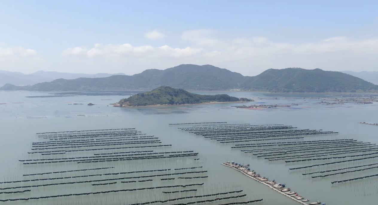 40亿大产业迎来“新势力”，新农人玩转海带经济