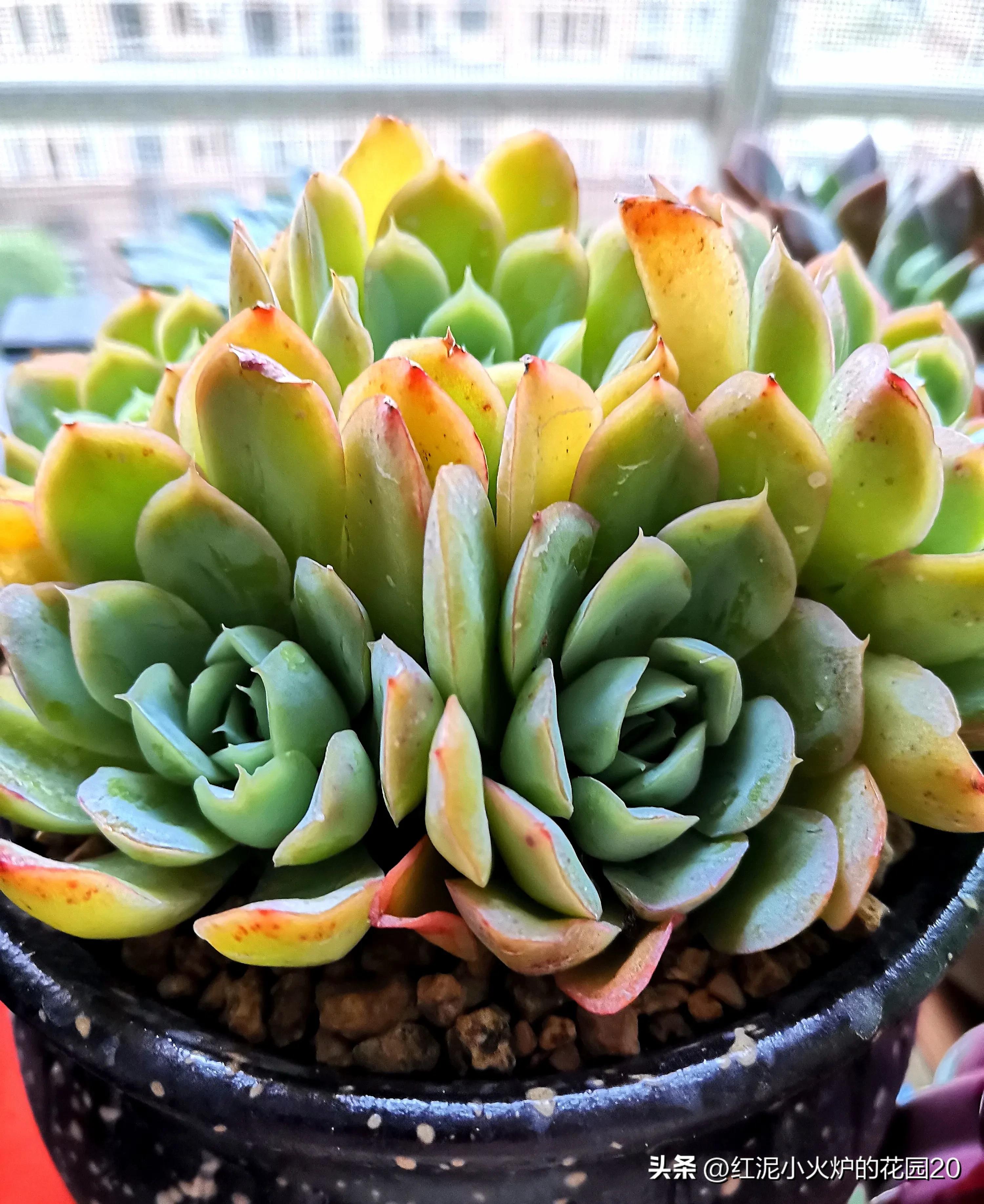 说说你生活中踩过的坑,那些年我踩过的坑原视频