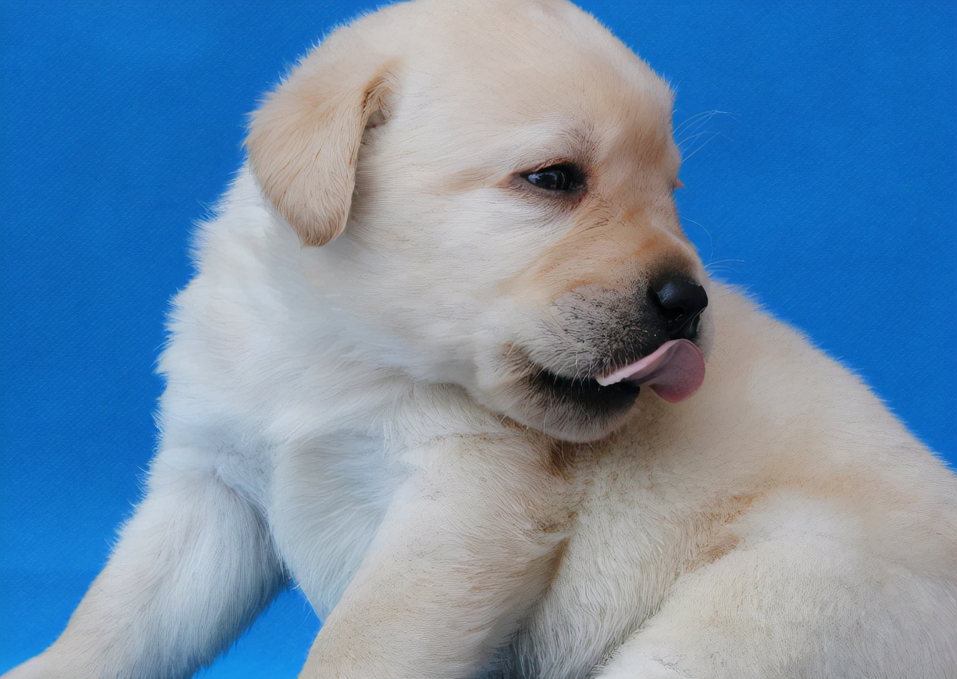 第一次购买小狗时，需要注意哪些问题？我来帮你总结一下