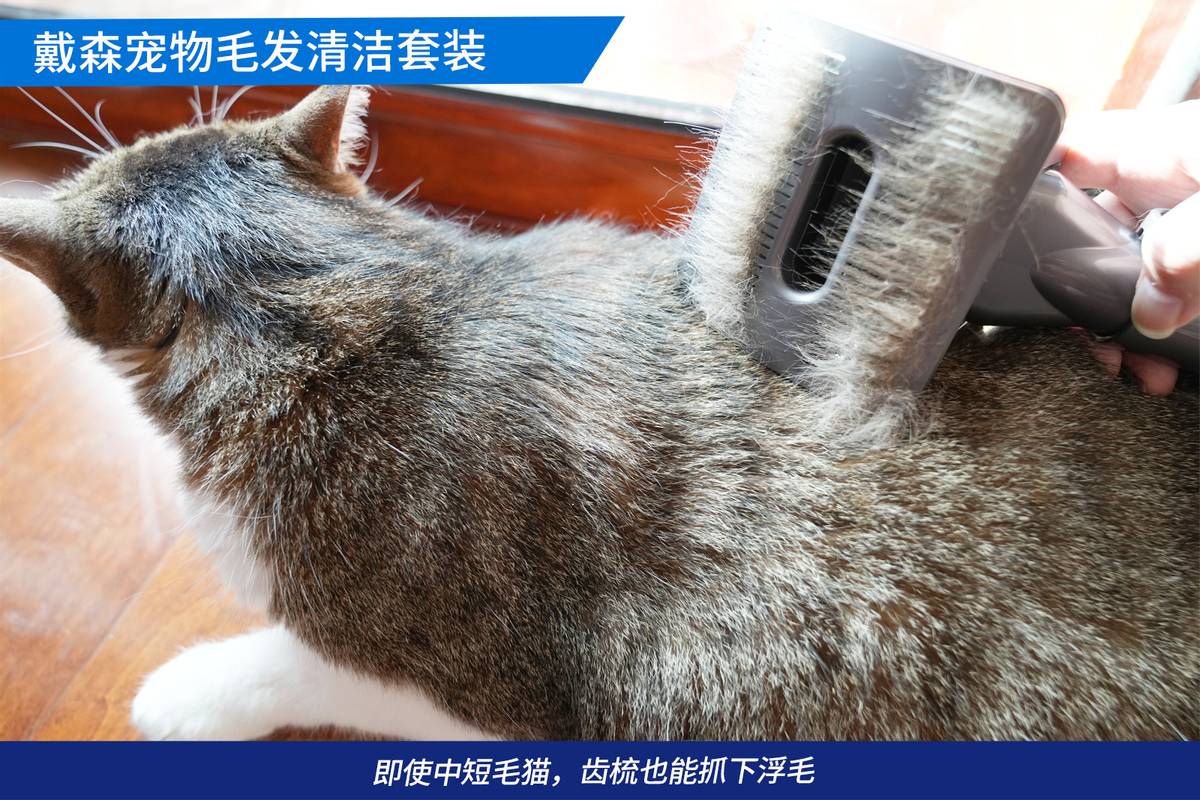戴森吸猫毛神器,戴森宠物毛发清洁套装