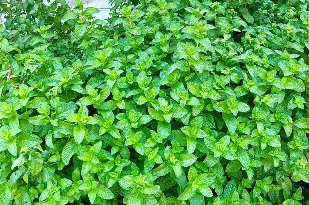 食用薄荷哪种最清凉,薄荷夏季必备的清凉佳品