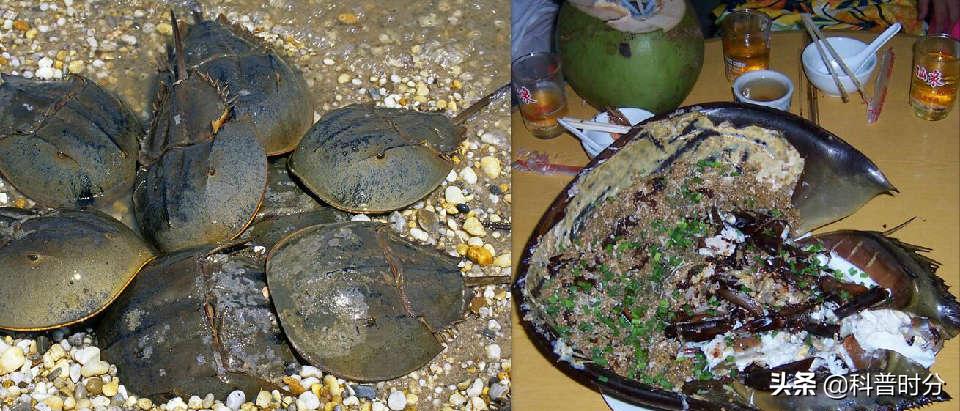 4亿多年蓝色血液引人类陷入绝境,4亿岁生物被疯狂抽血