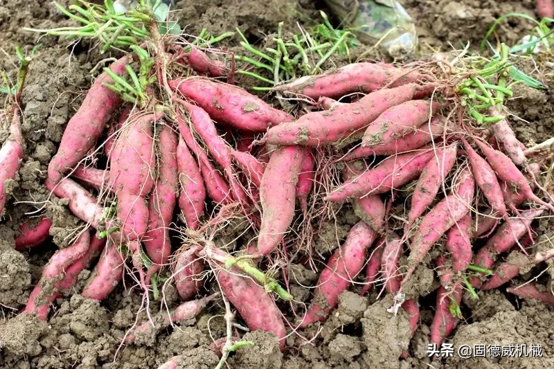 小型红薯打淀粉机,现在有最小型打红薯粉机吗