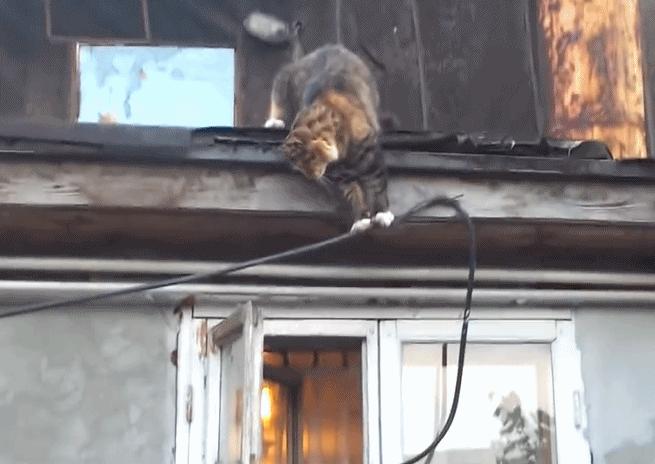 猫咪“发情期”的6大表现，铲屎官要重视