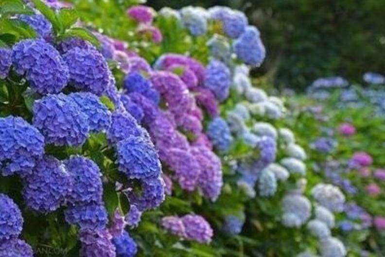 对房屋危害最大的植物,小区树木存在安全隐患