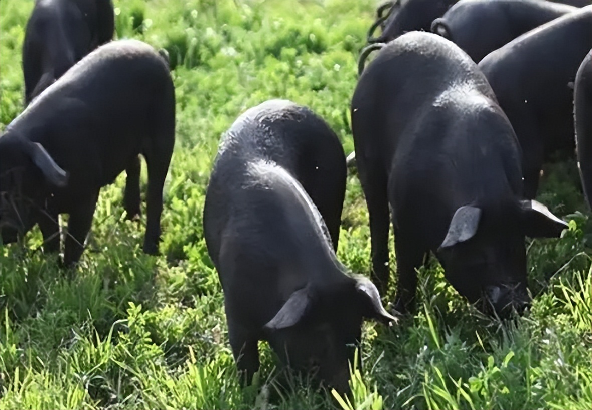 生态猪的养殖技术和方法,生态猪的养殖方法和销量