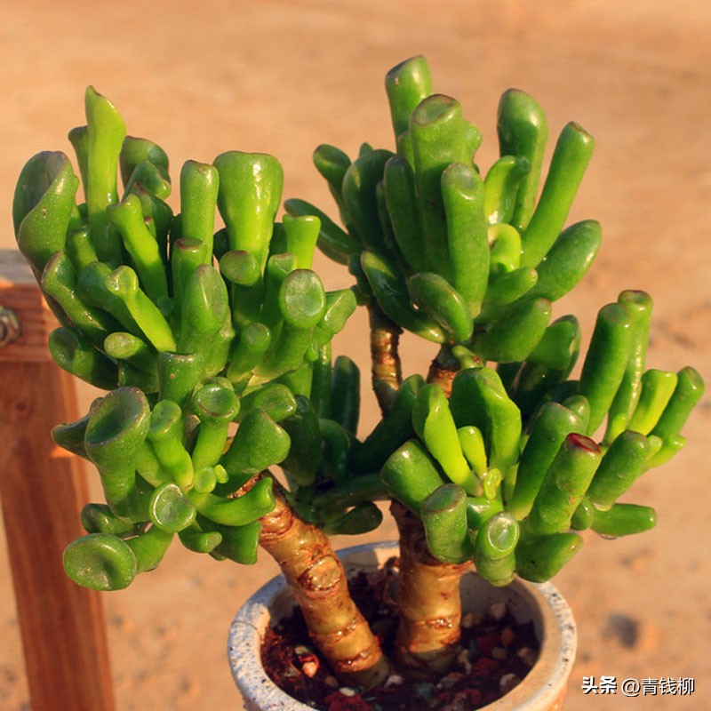 筒叶花月多肉和吸财树多肉区别,玉树黄金花月吸财树