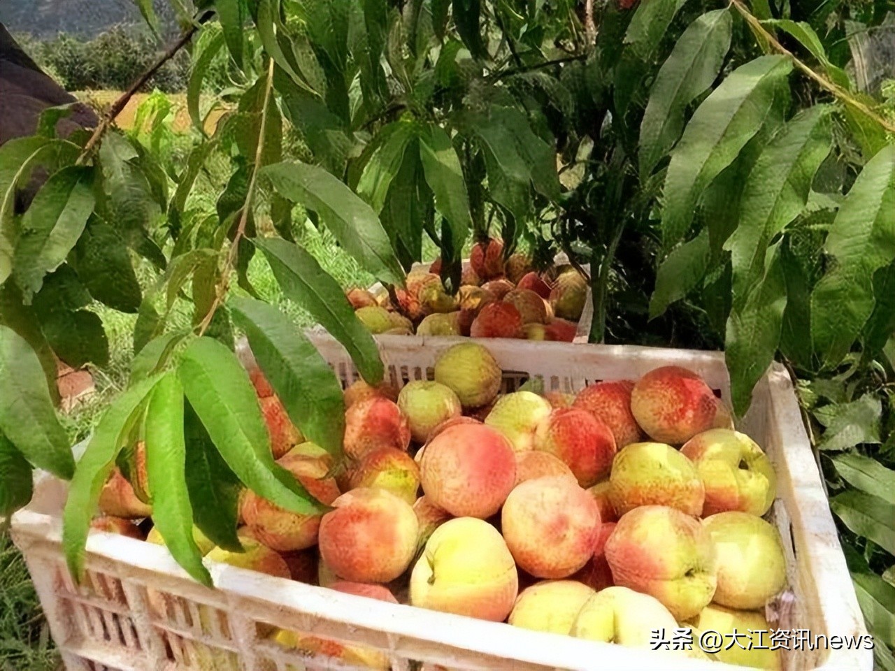 大开眼界！芜湖竟能长出这么多种水果