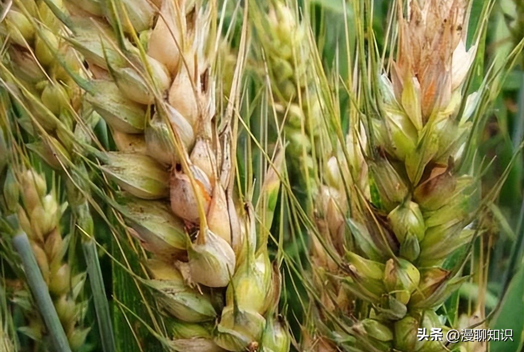 呕吐毒素超标对人体有什么危害,呕吐毒素多少剂量对身体造成危害