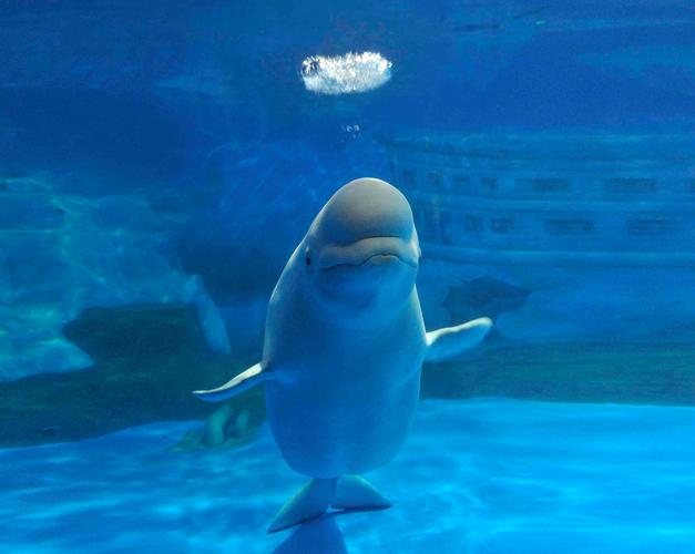 最新大连老虎滩旅游攻略,大连旅游攻略大连老虎滩海洋公园