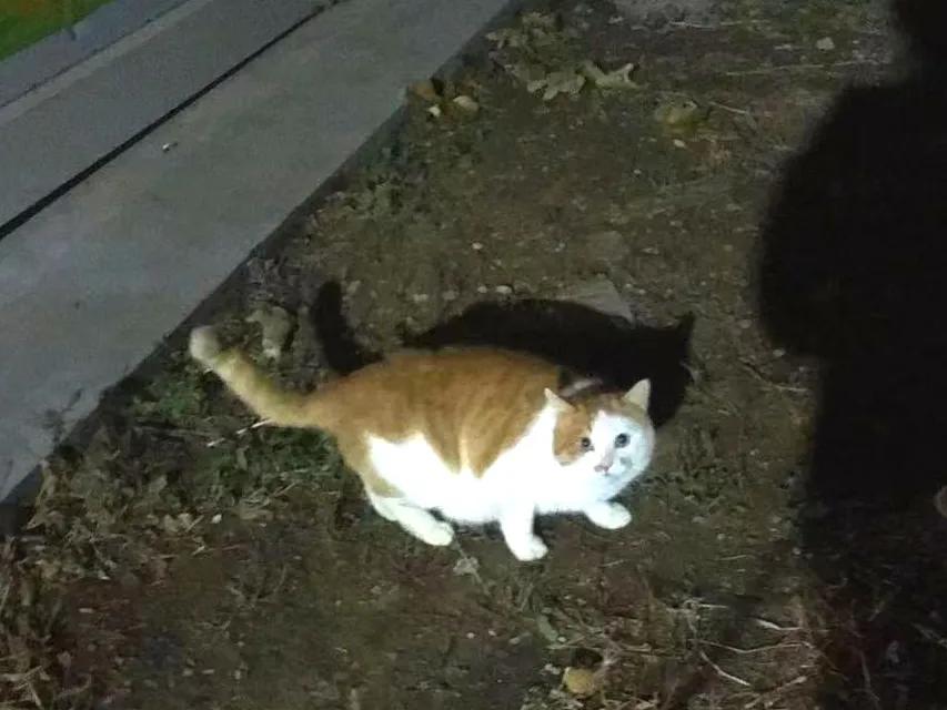 没有写完的黄猫胖太阳的故事