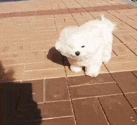 怎么判断比熊的好坏,怎么判断比熊是不是纯的