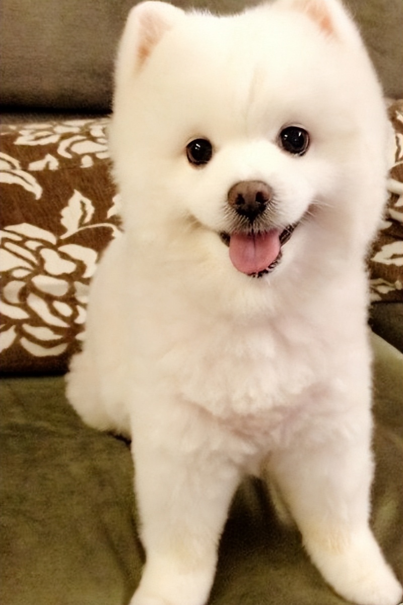 博美犬一生6大时期饲养全攻略,如何正确饲养博美犬3大注意事项