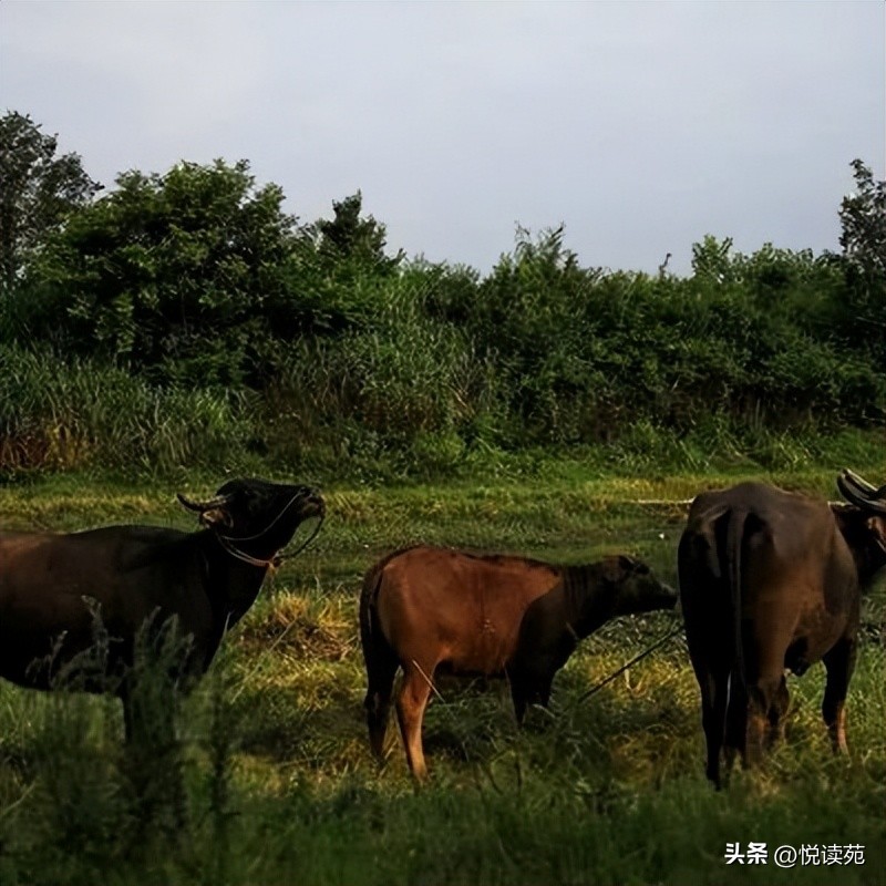 阿树哭的视频,阿树伤感剪辑