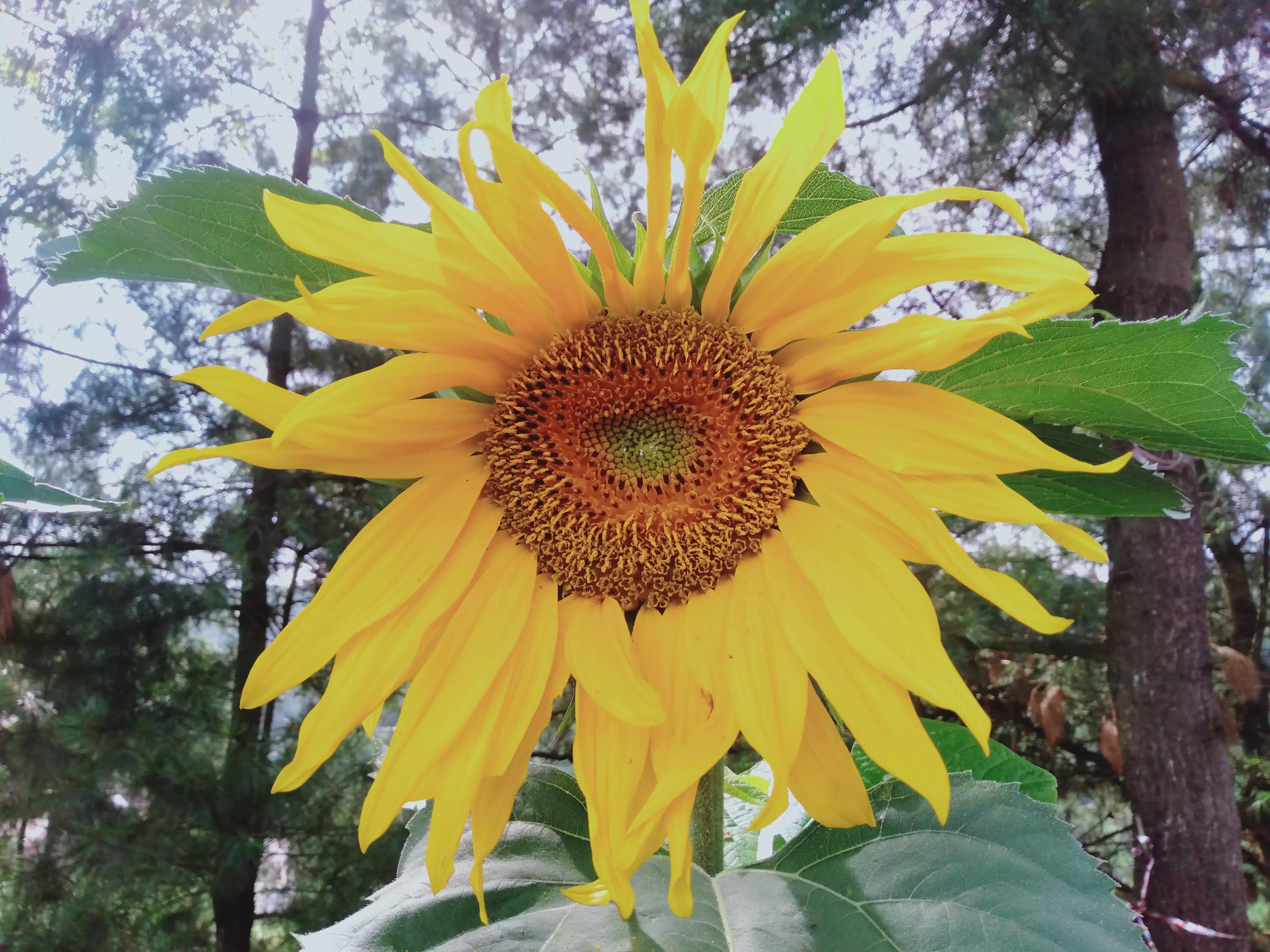 踩平车可以赚多少钱,踩平车第一个月工资多少