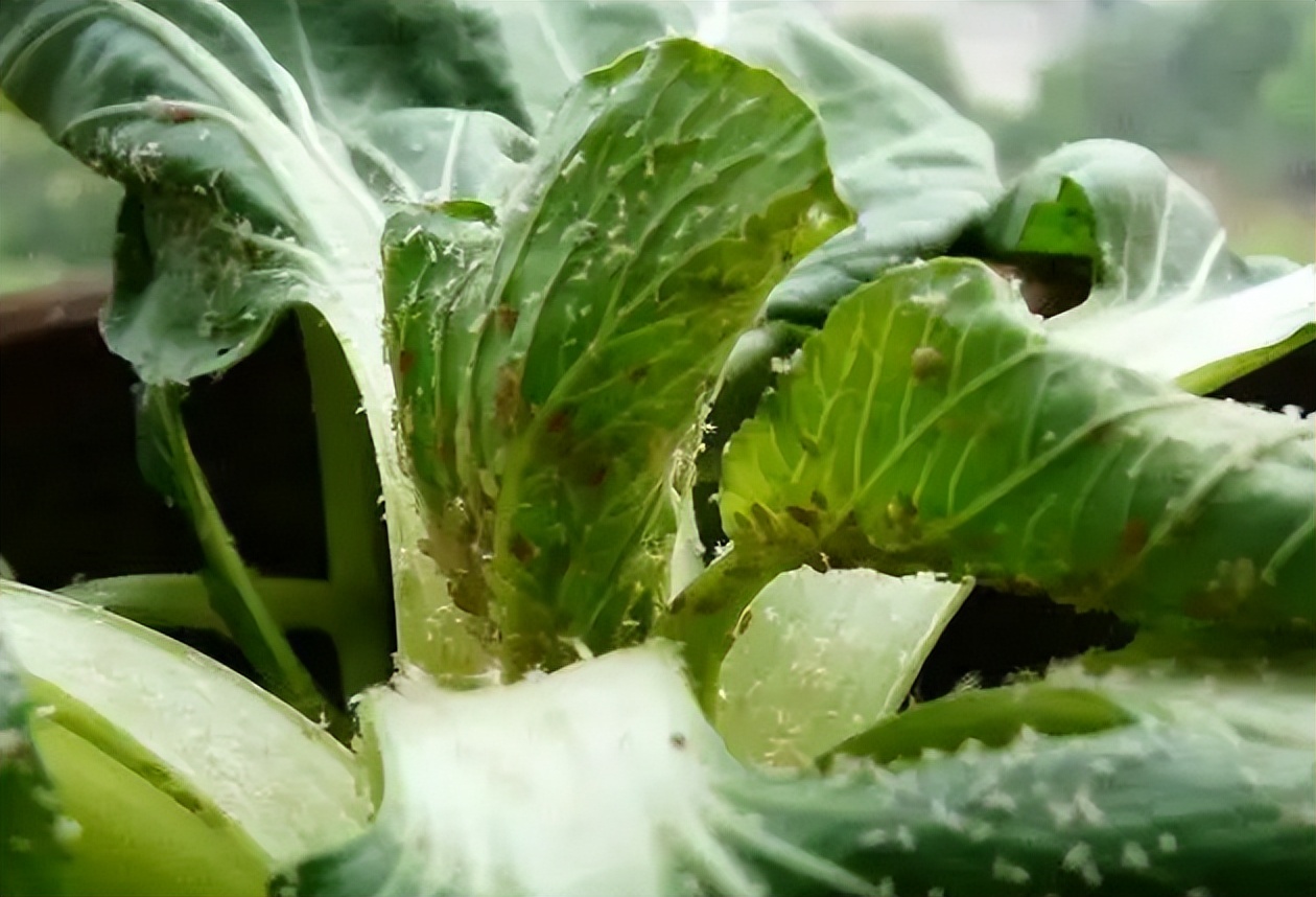 容易有寄生虫的6种蔬菜,洗干净的蔬菜还有寄生虫吗