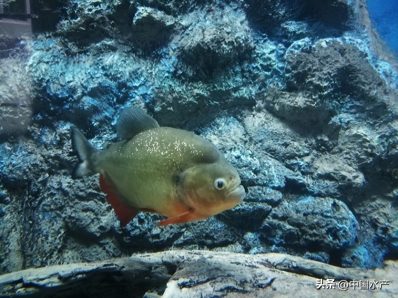 水生外来物种入侵防控工作方案,水生动物防疫