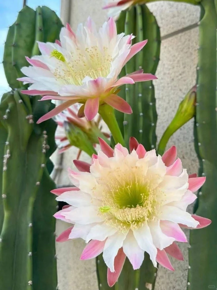 量天尺冬天养护方法,量天尺的寓意及养护