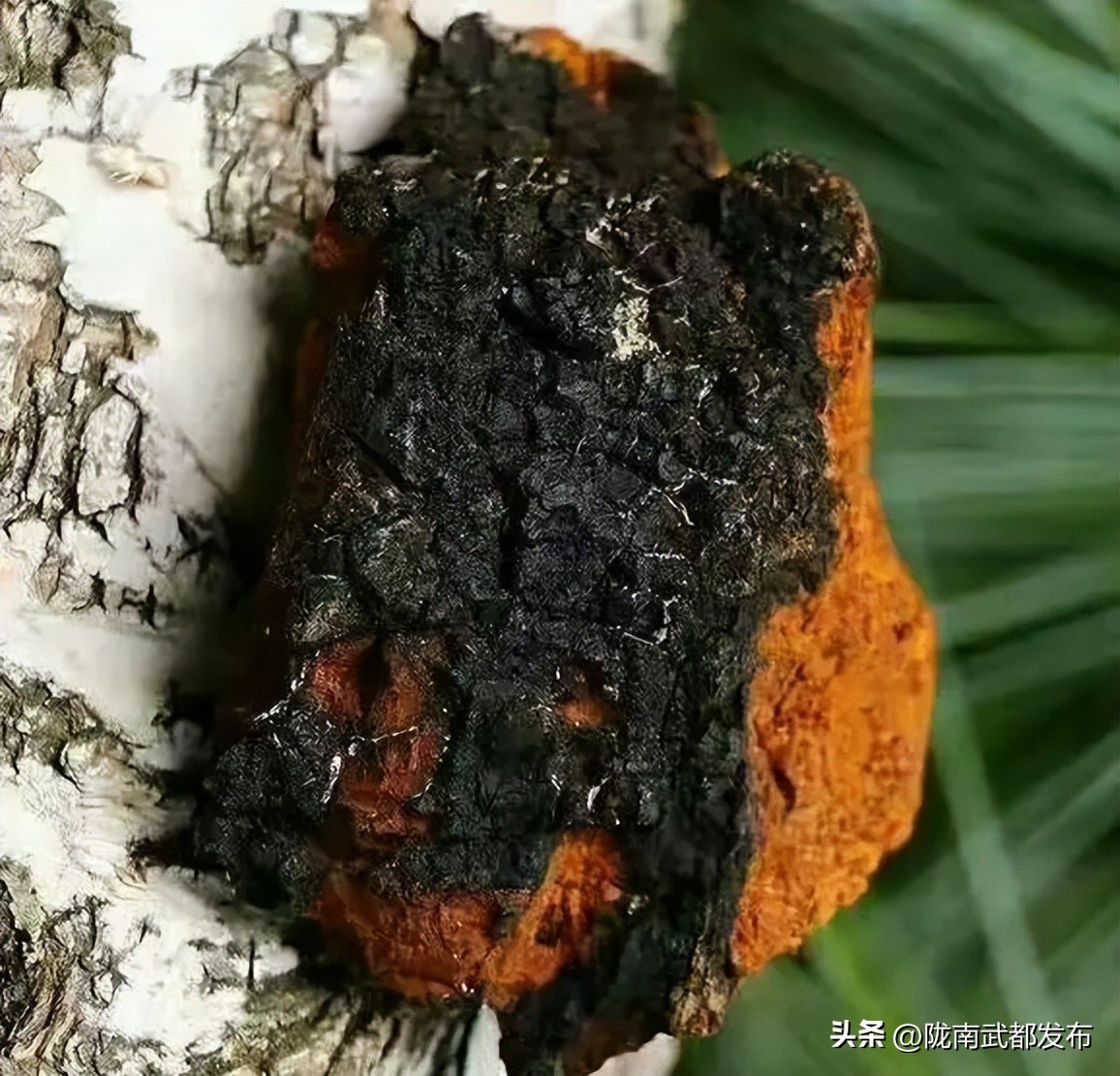 俄罗斯出口中国中草药,俄罗斯中草药