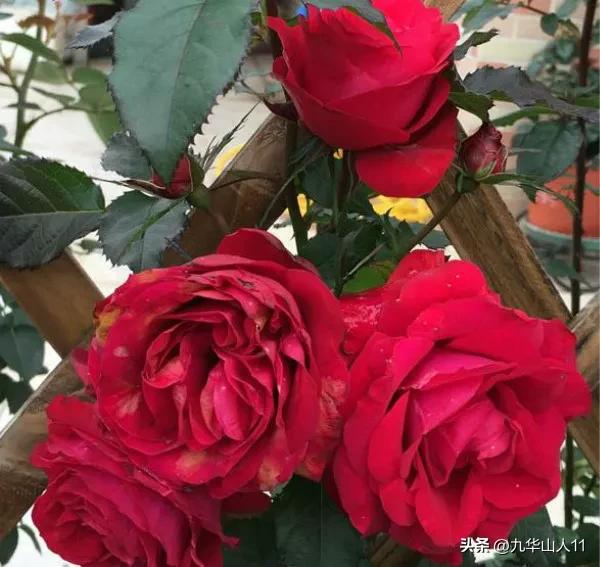 微型月季品种价格是多少 (微型月季品种有哪些)