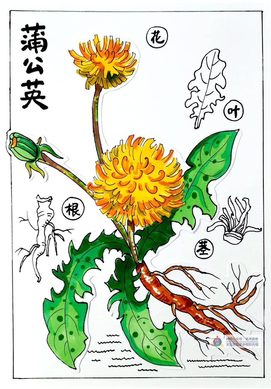 蒲公英怎么画儿童画,简单又好看的线条画蒲公英