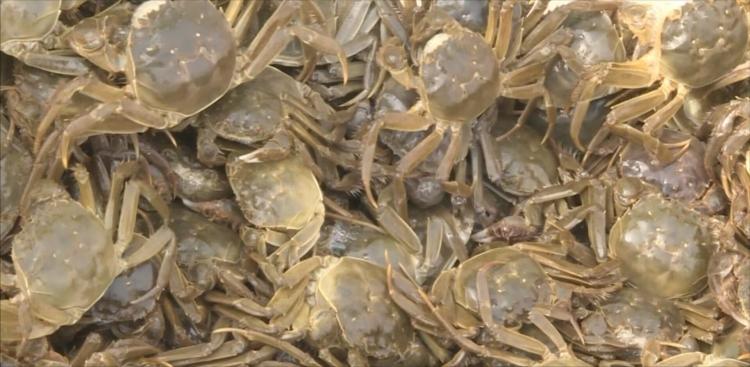 精品大闸蟹新鲜上市啦,阳澄湖大闸蟹六月黄新鲜上市