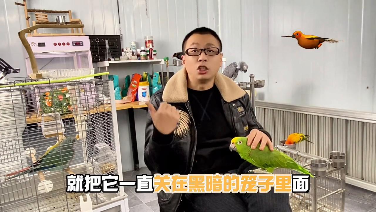 鹦鹉总是吵怎么办,鹦鹉爱吵