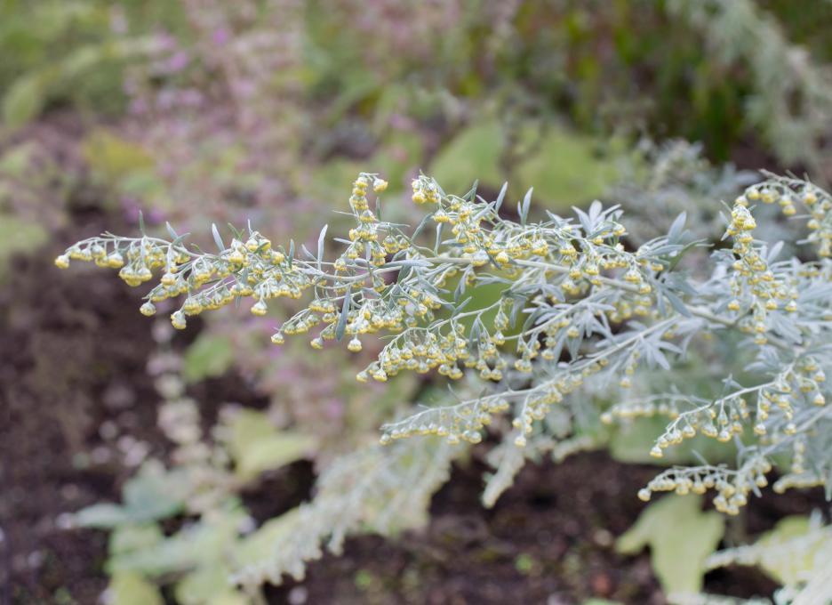 什么树会引起过敏性鼻炎,城市种植什么树最好