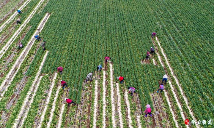 顺庆区城市总体规划,顺庆城市全景图