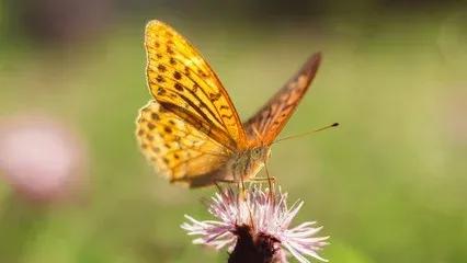 一日一首唐诗作者李白,一日一诗简短