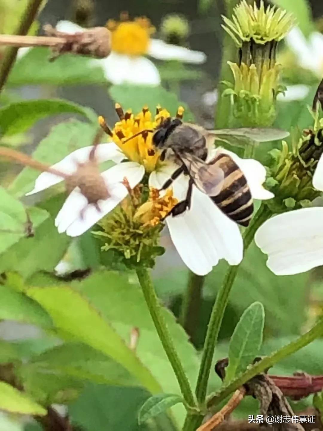 海南风光美（035）蜜蜂采蜜为谁忙？