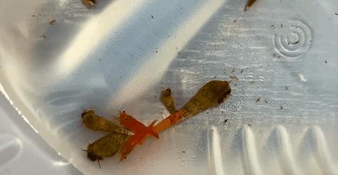 在卧室造一片弱肉强食的危险雨林，会打雷还真的会下雨