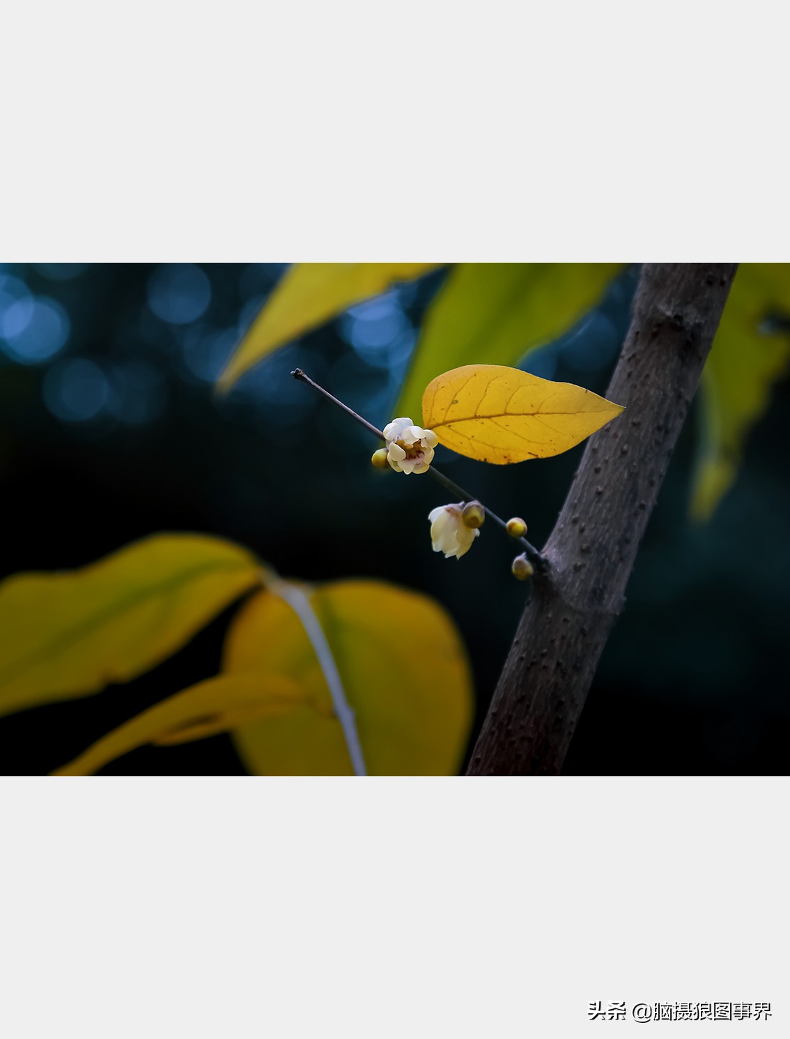 腊梅花特写怎么拍照好看,拍一枝腊梅花怎么拍出高级感