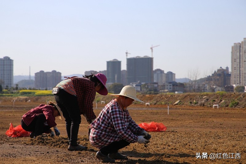 瑞昌赛湖农场稻田,江西九江瑞昌赛湖农场