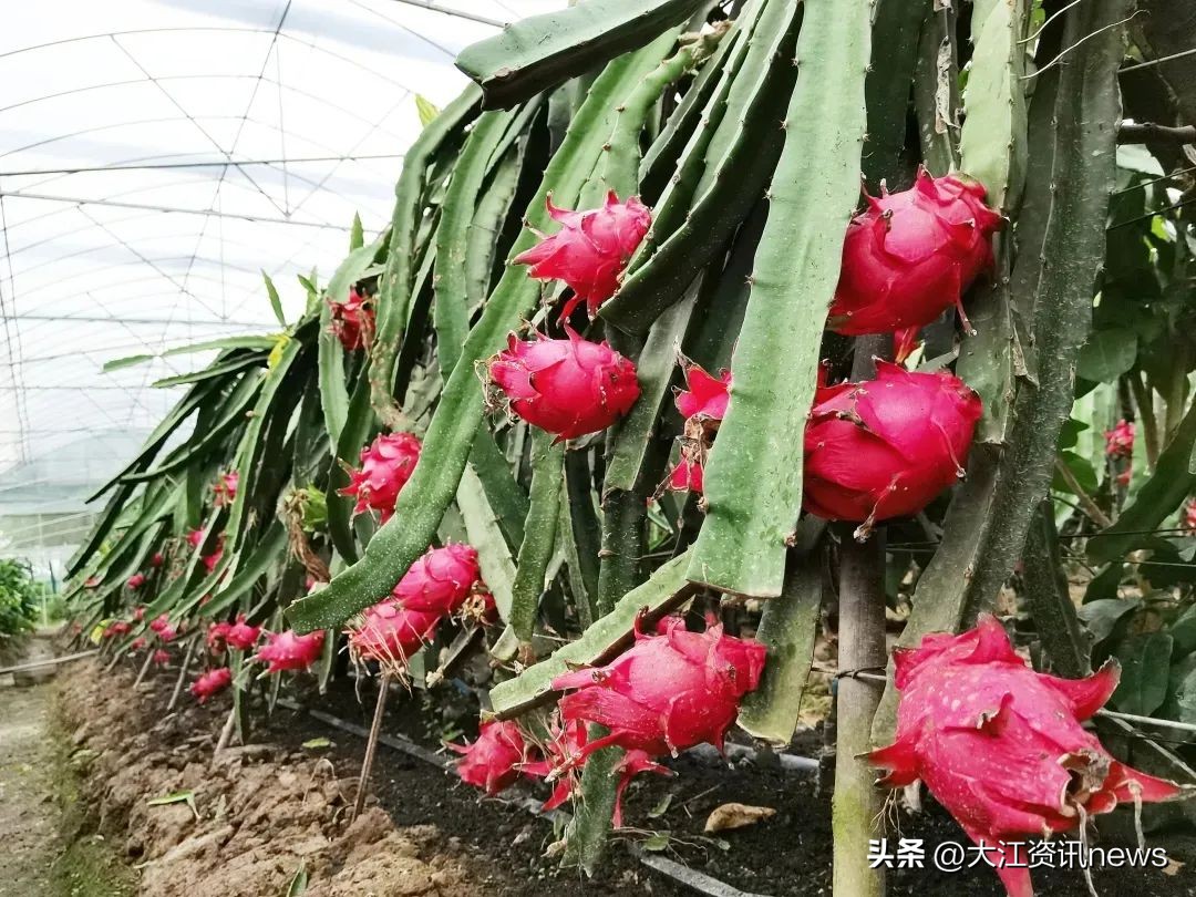 大开眼界！芜湖竟能长出这么多种水果