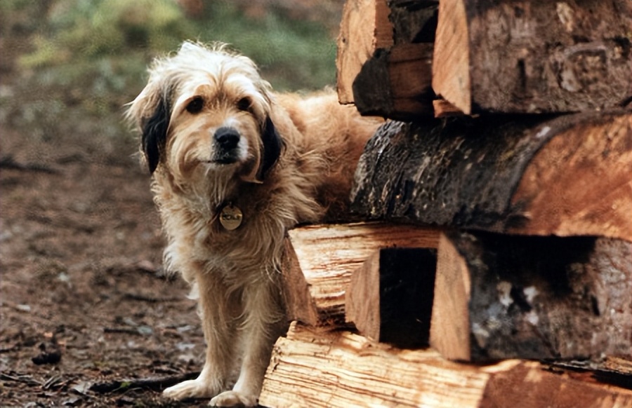 电影丛林赤子心影评,电影中的丛林赤子心