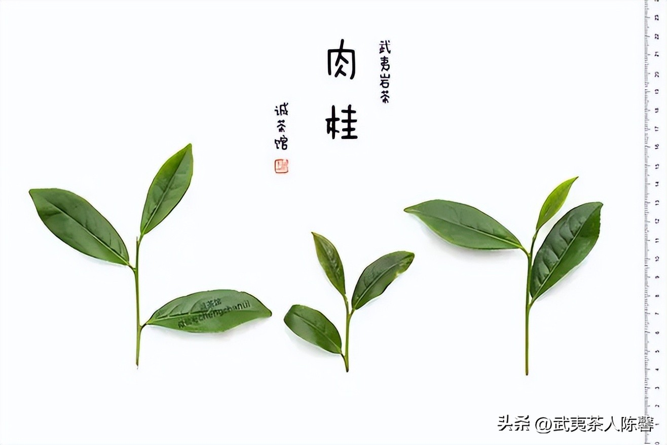 武夷山肉桂怎么挑选,肉桂茶怎么挑选