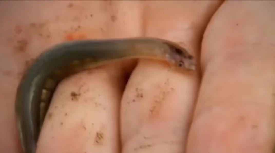 亚马逊河十大危险动物,亚马逊最危险的动物排名