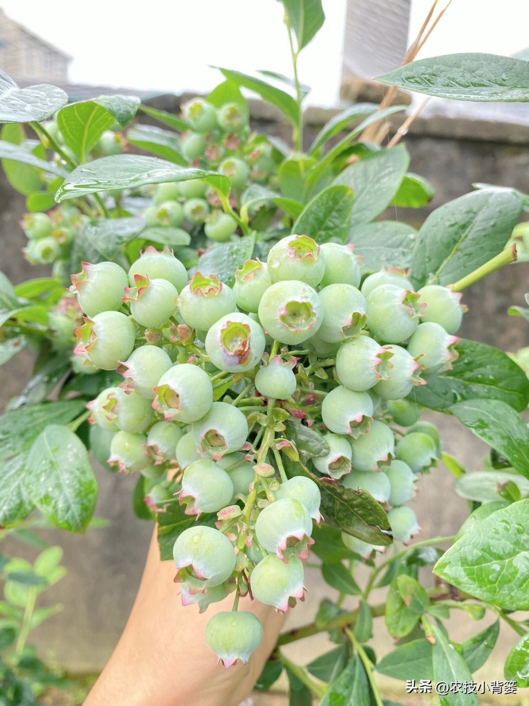 蓝莓大棚无土栽培技术,蓝莓基质栽培水肥一体