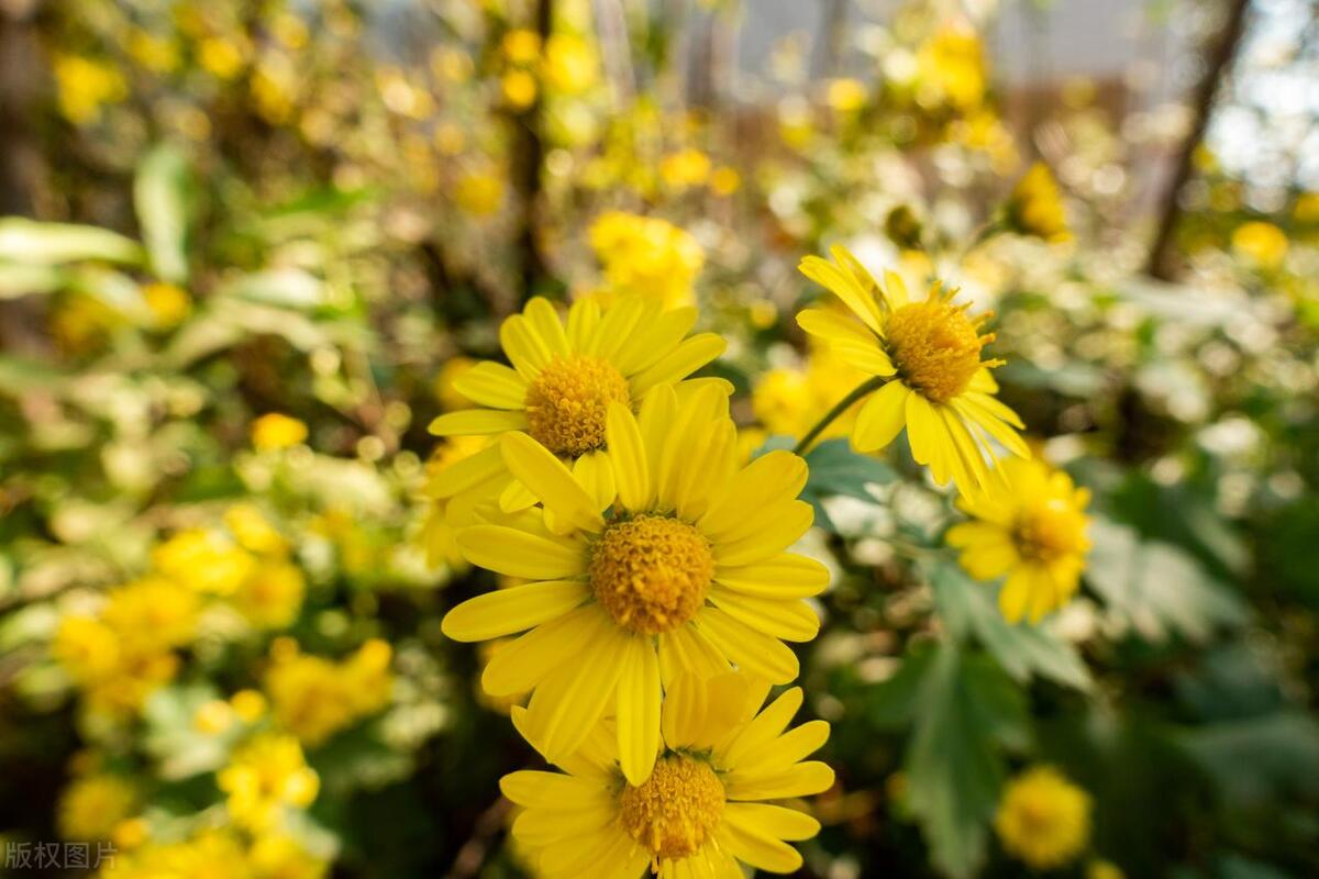 新冠二阳咳嗽剧烈怎么办,新冠二阳咳嗽吃什么好