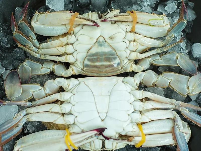 买螃蟹可不能光听卖家的忽悠,买螃蟹为什么不让挑