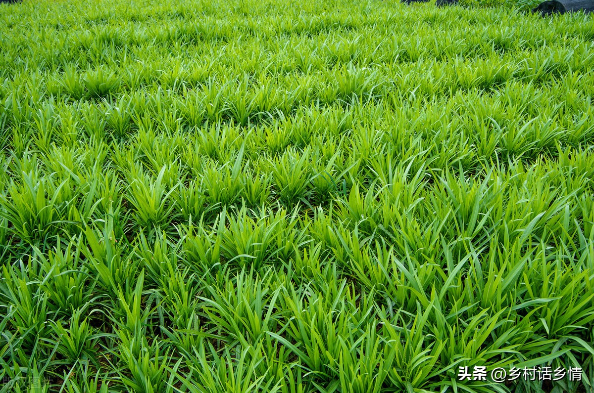 大葱为什么有白和绿两部分,葱的干尖白点一招教您来解决