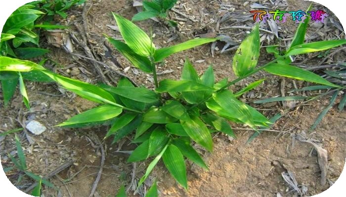 美食卤菜配方,酱汁卤煮调料